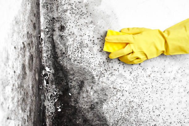 Professional Mold Removal in North Braddock, PA