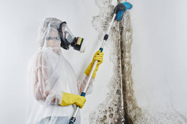 Mold Testing and Removal in North Braddock, PA