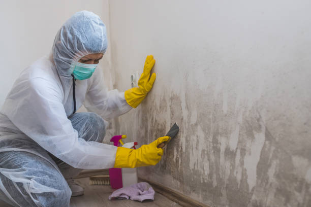 Best Mold Removal Company Near Me  in North Braddock, PA