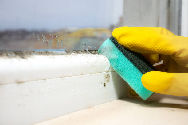 Best Commercial Mold Removal  in North Braddock, PA