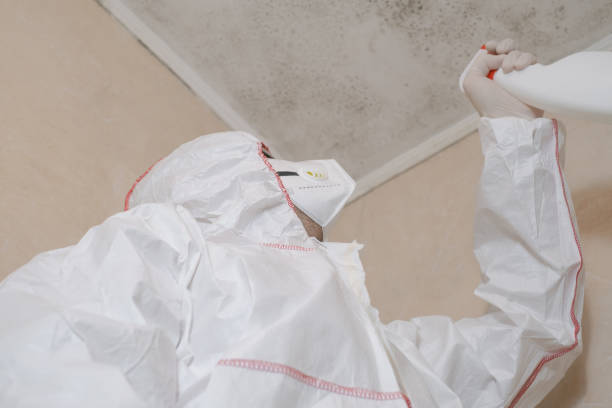 Best Black Mold Removal  in North Braddock, PA