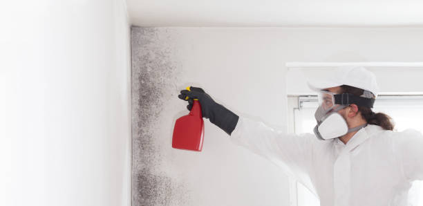 Certified Mold Removal in North Braddock, PA
