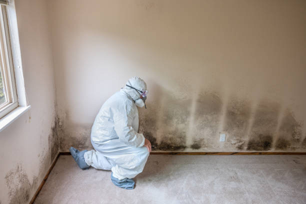 Best Mold Removal Near Me  in North Braddock, PA