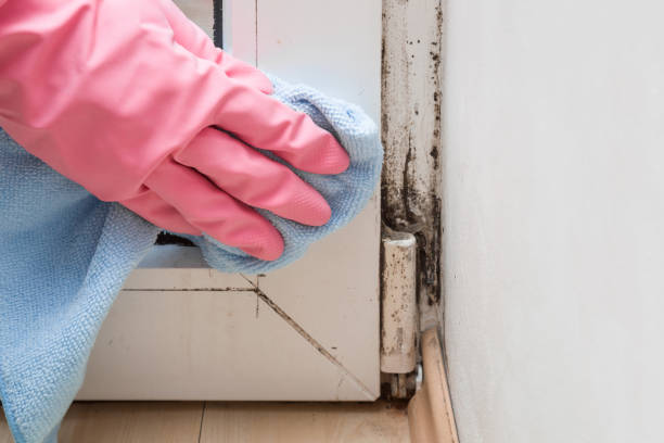 Best Office Mold Removal Services  in North Braddock, PA